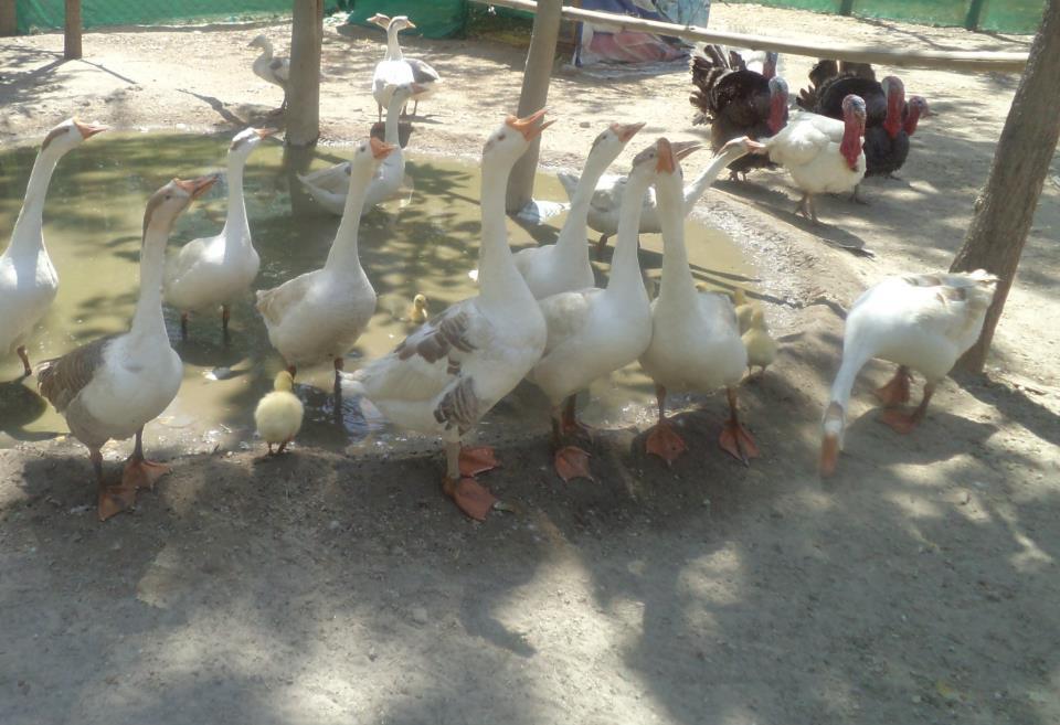 Kangs Nirvana Resorts And Spa Mahalpur Buitenkant foto